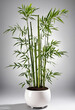 Bamboo plant in white pot, PNG cutout with shadow on transparent background