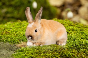 Canvas Print - healthy Lovely cute bunny fluffy rabbit in grass