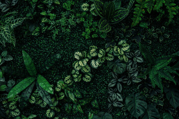 Wall Mural - abstract green leaf texture, tropical leaf foliage nature dark green background