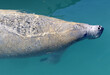 Manatee or sea cow in clear waters off Miami Beach, Florida.  They are generally slow moving, with a big tail.  They hold their breath and come to the surface for a breath.