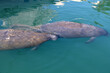 Manatee or sea cow in clear waters off Miami Beach, Florida.  They are generally slow moving, with a big tail.  They hold their breath and come to the surface for a breath.