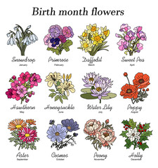 Sticker - Set of birth month flowers colorful vector illustrations on white background. Snowdrop, primrose, daffodil, sweet pea, hawthorn, aster, peony, cosmos, holly hand drawn design, logo, tattoo, packaging.