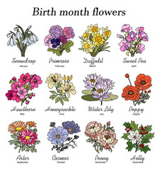 Set of birth month flowers colorful vector illustrations on white background. Snowdrop, primrose, daffodil, sweet pea, hawthorn, aster, peony, cosmos, holly hand drawn design, logo, tattoo, packaging.