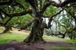 Old tree in the foggy forest - Fanal forest, Porto Moniz, Madeira, Portugal