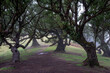 Old forest in the fog - Fanal forest, Porto Moniz, Madeira, Portugal