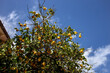 Lemon tree with fruits 