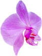 orchid isolated