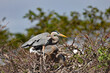 Great blue heron in a marsh searching for food.