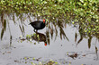 A moorhen also known as a gallinule in a shallow pond, or swamp.  A medium sized bird.