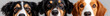 Close up Group of three dog faces of different breeds Adorable dogs look at camera panorama photo