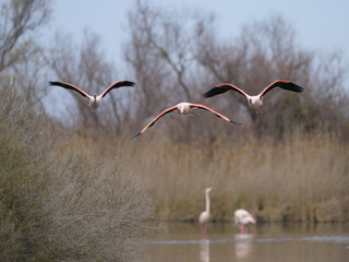 Poster - A group of Greater Flamingos flying low over water