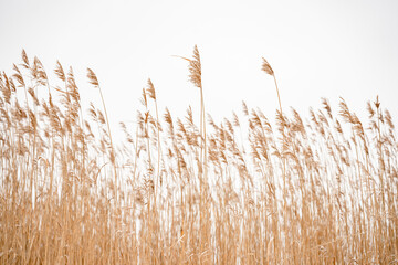 Wall Mural - Overgrown dry cattail in winter. Herbaceous plants of lakes, marshes and rivers with brown cylindrical inflorescence. Selective focus.
