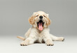 golden retriever puppy lying down and panting in the 