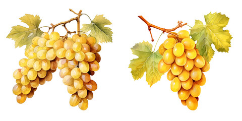 Wall Mural - set of two bunchs of white grapes fruit png isolated on a transparent background, watercolor clipart illustration