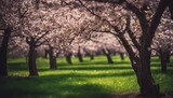 Fototapeta Natura - blossom in spring, blooming trees in spring, amazing spring scenery, trees in spring