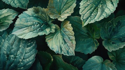 Poster - A detailed close-up of a plant showcasing its lush green leaves. Perfect for botanical enthusiasts or nature-themed designs