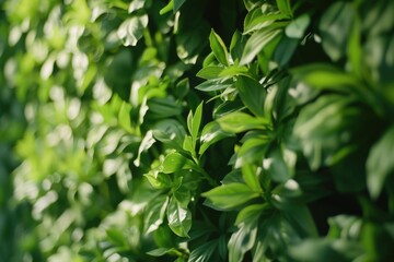 Poster - A close-up view of a bunch of vibrant green leaves. Perfect for adding a touch of nature to your designs or presentations