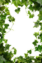 Ivy Frame. Vine Frame. Frame Of Leaves. Transparent PNG Background. Pen Tool Flawless Cutout. Green Leaves Frame. 