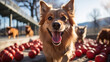 Un chien joue joyeusement avec une balle rouge dans un parc ensoleillé, attirant les sourires des passants et égayant leur journée.