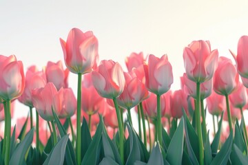 Wall Mural - A beautiful field of pink tulips against a clear blue sky. Perfect for springtime and nature-themed designs