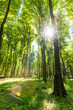 Sonnenstrahlen durchfluten Wald mit Licht