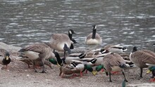 Ducks And Canada Geese In A Large Group Of Birds Feeding (goose Chasing Duck During Eating Frenzy) Bird Being Fed On The Shore Of A Small Pond, Lake In Van Cortland Park, Bronx, New York