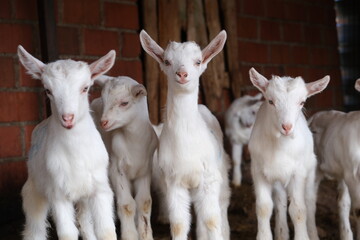 goats baby animal in organic farm agriculture countryside