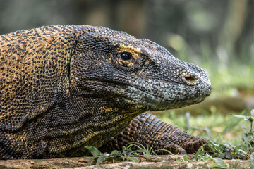 Naklejka na meble The Komodo dragon (Varanus komodoensis), also known as the Komodo monitor, is a member of the monitor lizard family Varanidae that is endemic to the Indonesian islands of Komodo, Rinca, Flores, and Gi