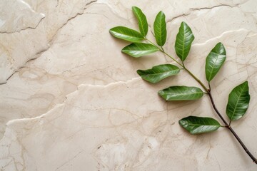 green leaf tree branch on granite stone background