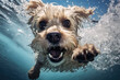 © UP - A dog creates comedic moments by diving into the water and playing around
