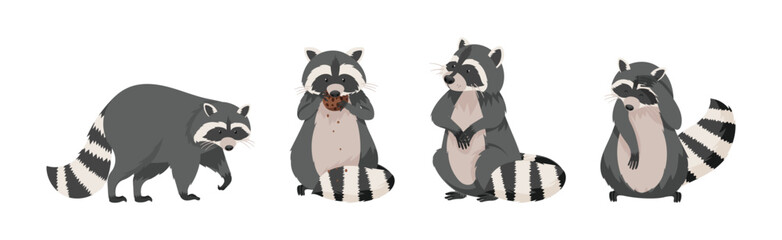 Wall Mural - funny raccoon with front paws and ringed tail vector set