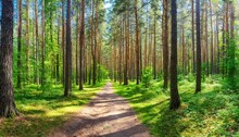 Pine Forest Panorama In Summer Pathway In The Park