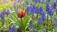 Fragment Of A Spring Flower Bed A Fritillaria At The Beginning Of Blossoming And The Blossoming Muscari