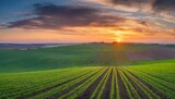 Fototapeta  - spring panorama of green sown crops during sunset