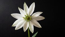 Elegant Star Of Bethlehem Flower Stem On Black Background Aesthetic Floral Simplicity Composition Close Up View Flower