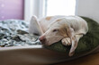 French scent hound (porcelaine or chien de franche comte) sleeping peacefully in his dog bed