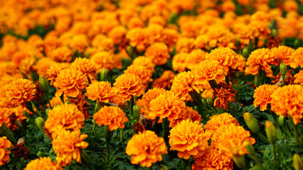 Lots of beautiful  marigold flowers (Tagetes erecta) in the natural garden. Inspirational Motivational quote- Start your Monday morning light  with  yellow  flowers. Monday Quote. Flower background.