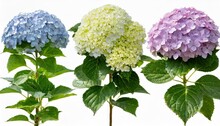 Set Of Hydrangea Arborescens Annabelle Bush Shrub Isolated Png On A Transparent Background Right Lighting Perfectly Cutout
