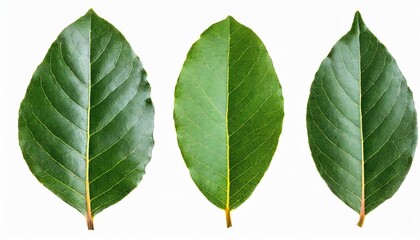 Wall Mural - bay leaf set on a white background laurel leaves isolated on a white background