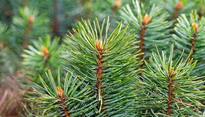 Wall Mural - pine needles in a panoramic image