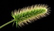 3d rendering of horsetail grass isolated