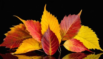 Canvas Print - red and yellow autumn tree leaves in ther cut out