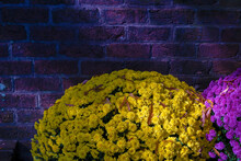 Close Up Of Yellow And Purple Mums Against A Brick Wall.