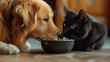 A Golden Retriever and a British Shorthair are eating together over the same rice bowl.