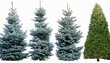 set of 4 picea pungens colorado blue spruce evergreen pinaceae needled tree isolated png on a transparent background perfectly cutout