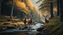 Deer Standing In A Forest Next To A Stream With Rocks In The Foreground And Trees In The Background