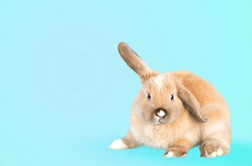 Canvas Print - cute young bunny or rabbit on pastel background.