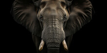 Elephant Animal Face Portrait On Black Background