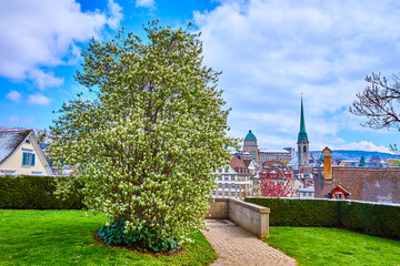 Canvas Print - The garden on Lindenhof Hill with a view on Old town of Zürich, Switzerland