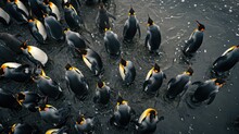  A Large Group Of Penguins In A Body Of Water With One Of Them Looking Down At The Ground And One Of Them Standing In The Water With Its Beaks Out.